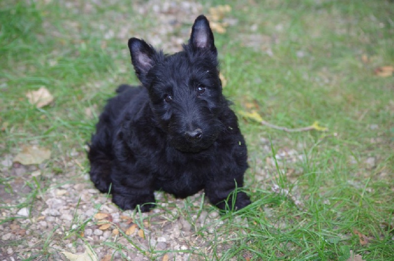 Lillyscott - Chiot disponible  - Scottish Terrier